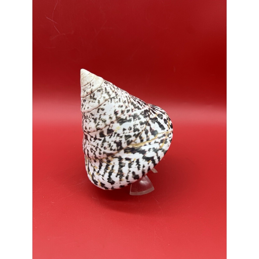 Trochus Niloticus Sea Shell 3.5"